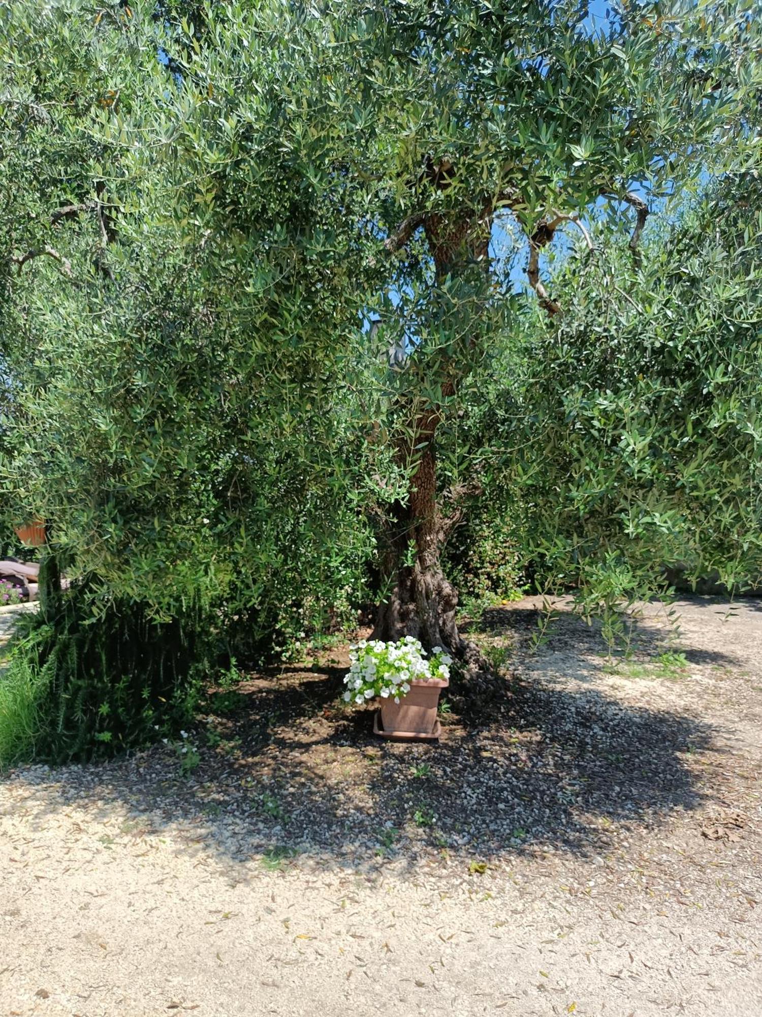 Colle Perazzoni Lejlighed Fiano Romano Eksteriør billede